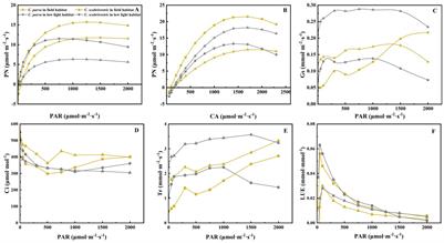 Carex parva and Carex scabrirostris adopt diverse response strategies to adapt to low-light conditions